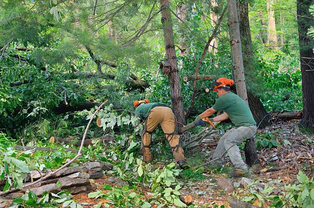 Tree Removal for Businesses